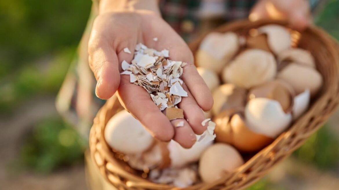 She Saves Eggshells All Winter for the Garden—But Does the Trick Really Work?