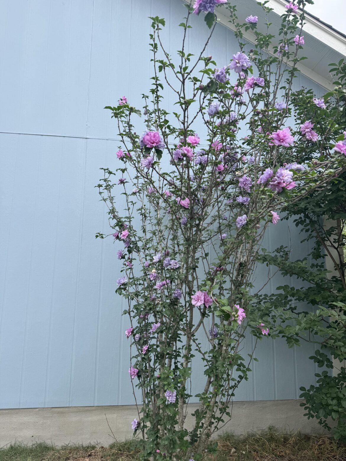 What is this?
