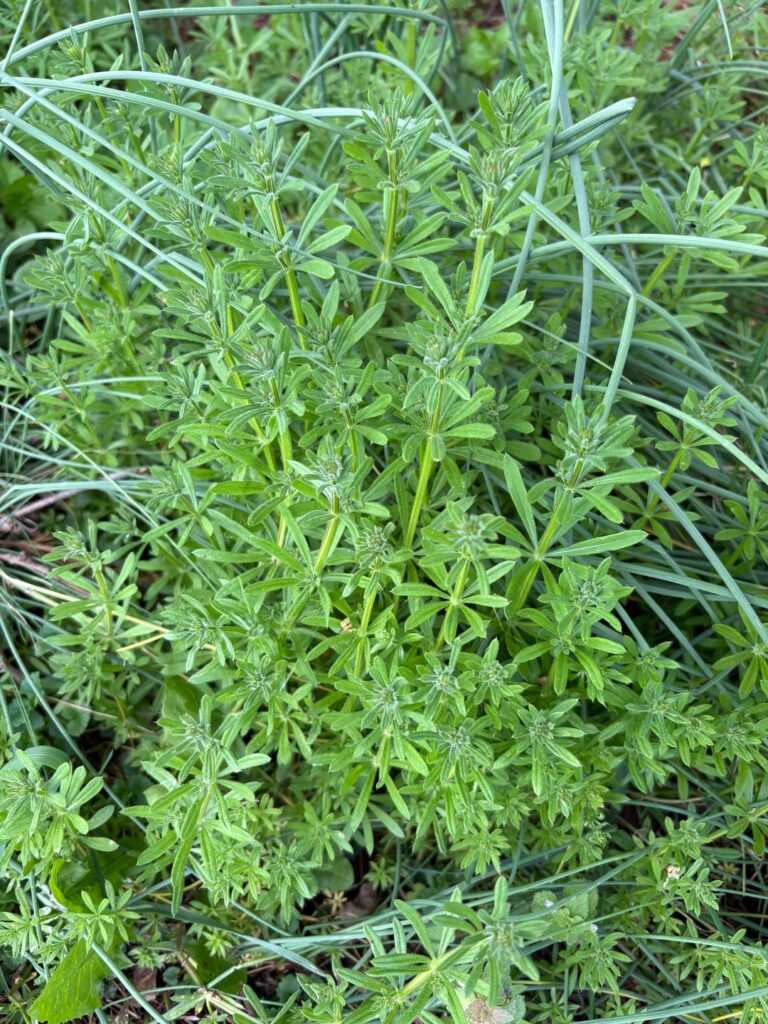 What is this awful plant