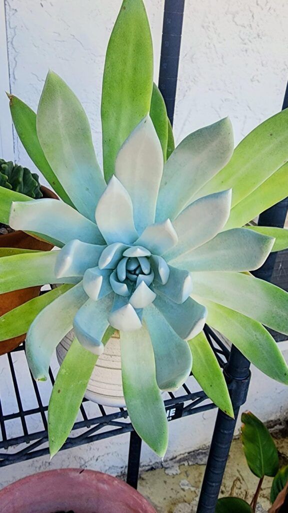 Chalk dudleya this morning
