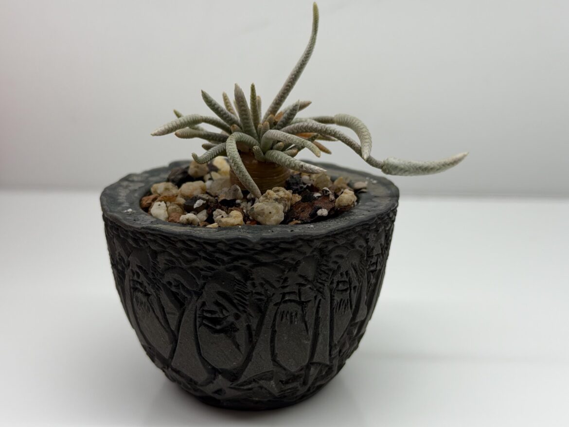 Is my Avonia Quinaria planted deeply enough?