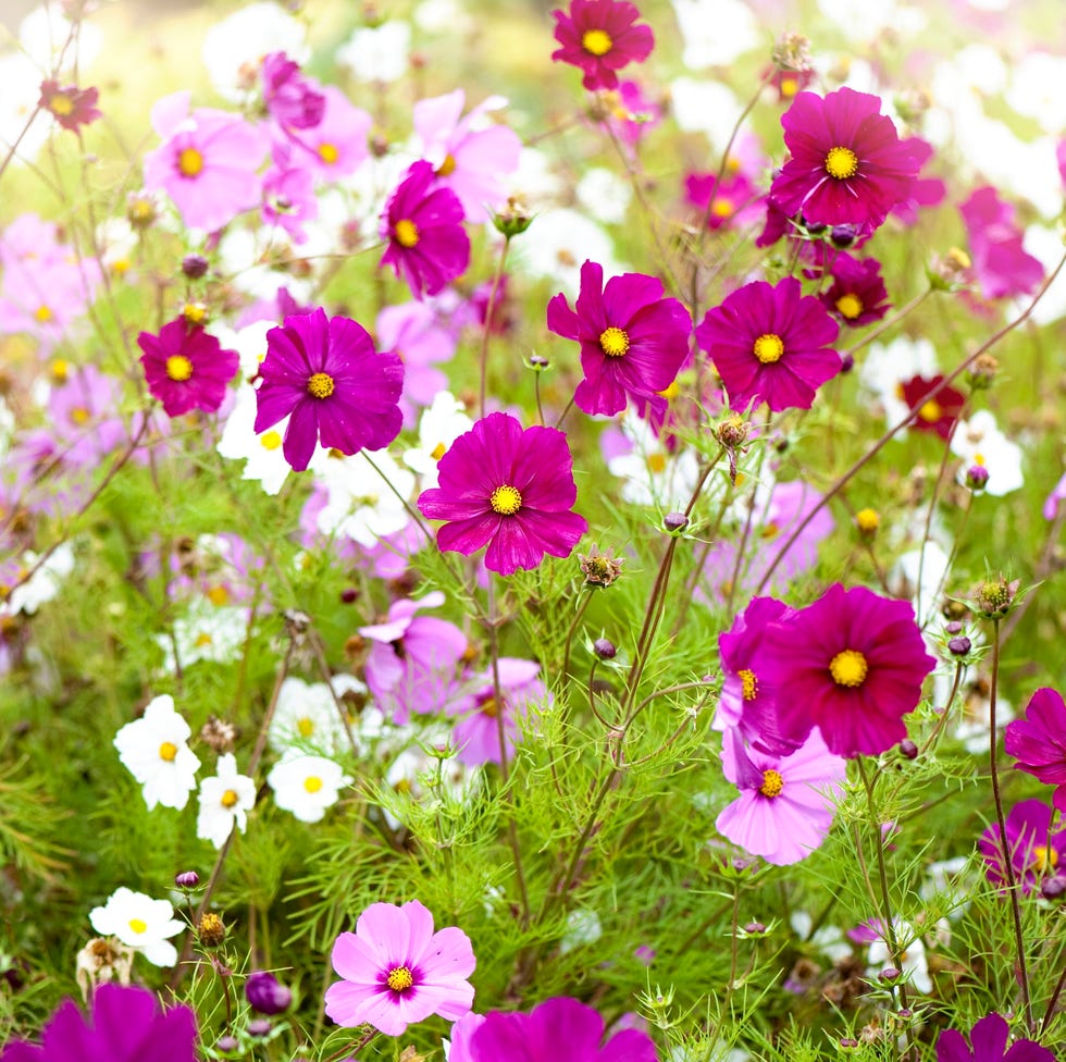 Fast growing flowers cosmos colorful flower field of cosmos flowers with pink and white blossoms