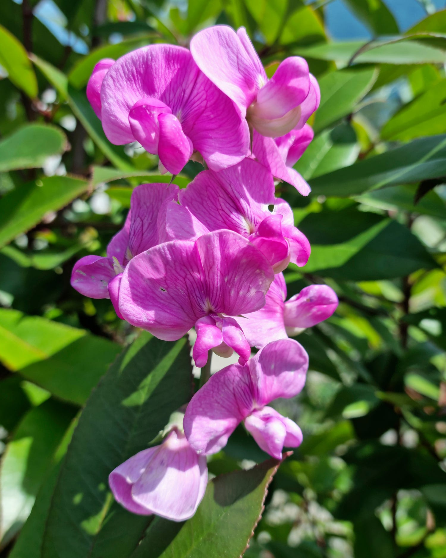 fast growing sweet pea flowers