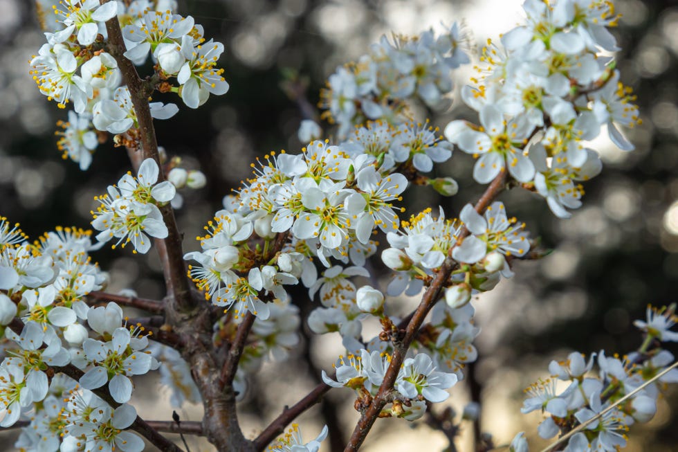 blackthorn prunus spinosa sloe plant shrub white flower bloom blossom detail spring wild fruit.