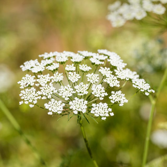 Bishop's weed/Toothpick/Queen Anne's lace (Ammi majus) is it okay to pick someone elses flowers- Bishop's weed/Toothpick/Queen Anne's lace (Ammi majus)