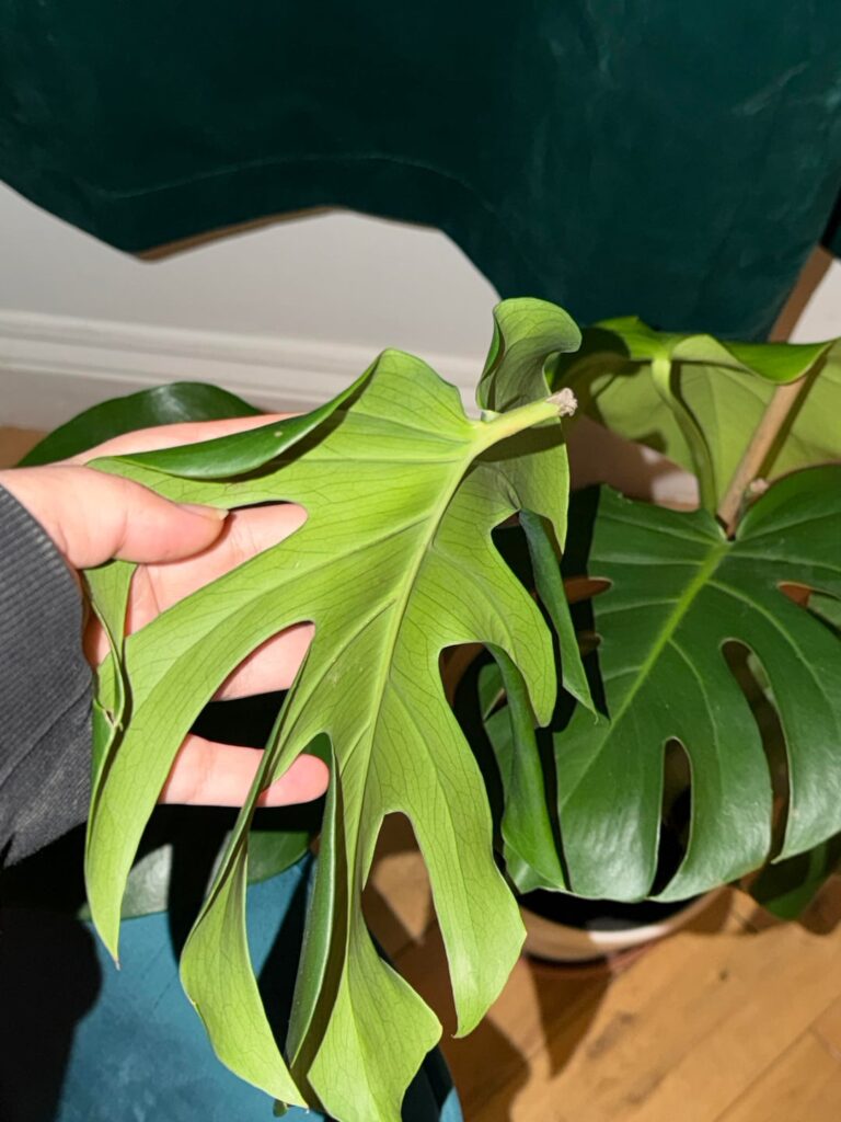 Help! My monstera leaf broke 😭