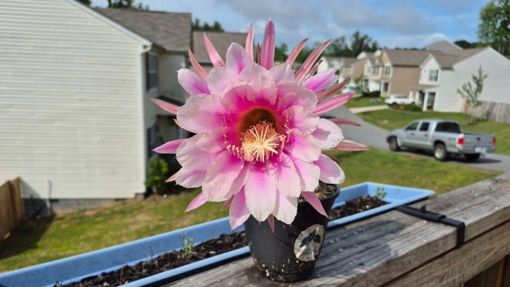 Pink Monster