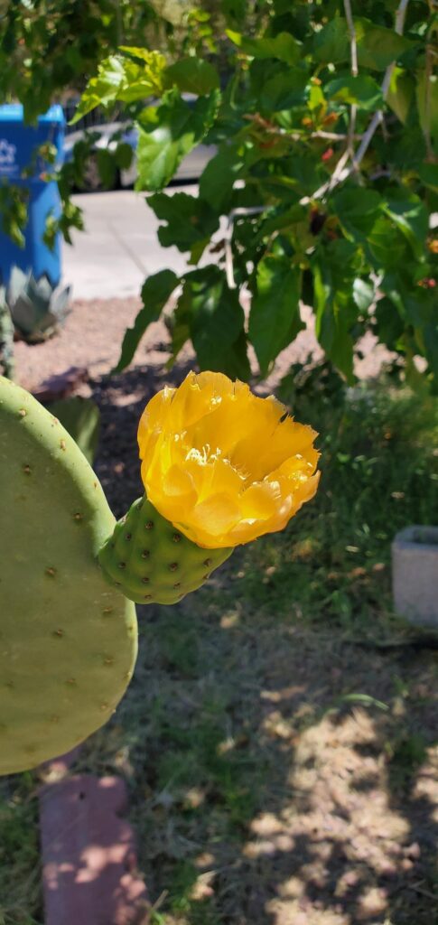 Our Opuntia flowering for the 1st time after 5/6 years.