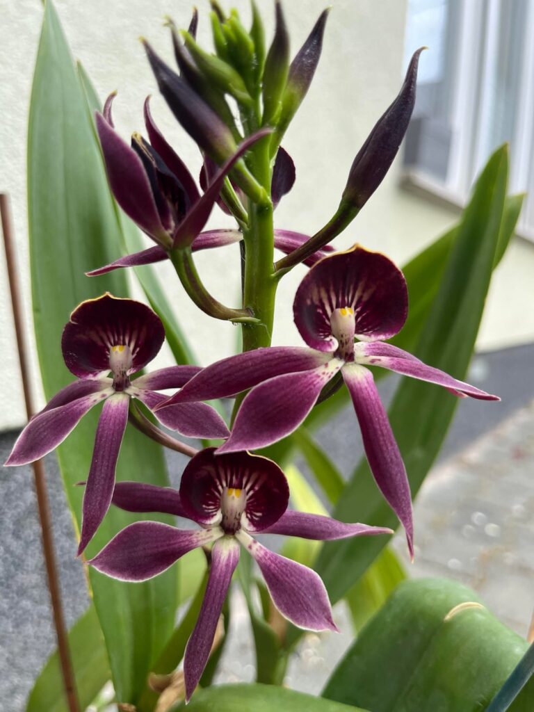 Encyclia black comet