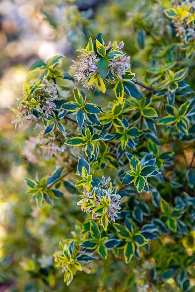 Credit: Southern Living Plant Collection, Kathleen Schmucker