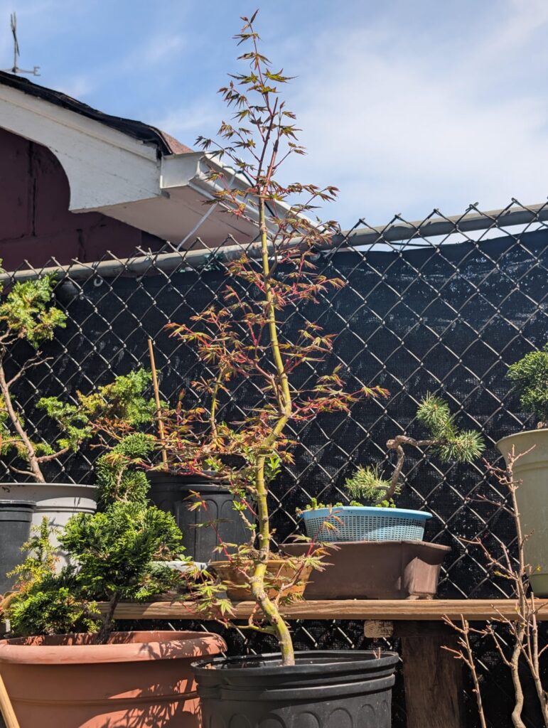 Hi everyone here is one of my Acer palms grown from seed