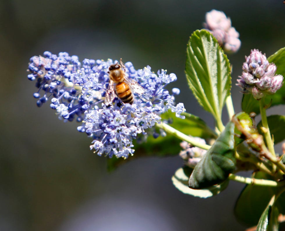 A bee inspects the blossoms on a ceanothus (wild lilac) tree at Codornices Park in Berkeley, Calif., on March 19, 2009.  Retired city councilwoman Betty Olds is hoping Berkeley will turn all its parks and open spaces into bee friendly habitat.