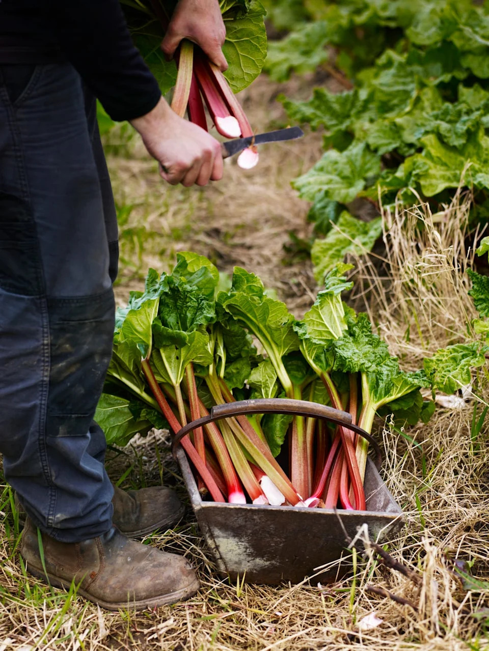 harvesting rhubarb in a garden setting