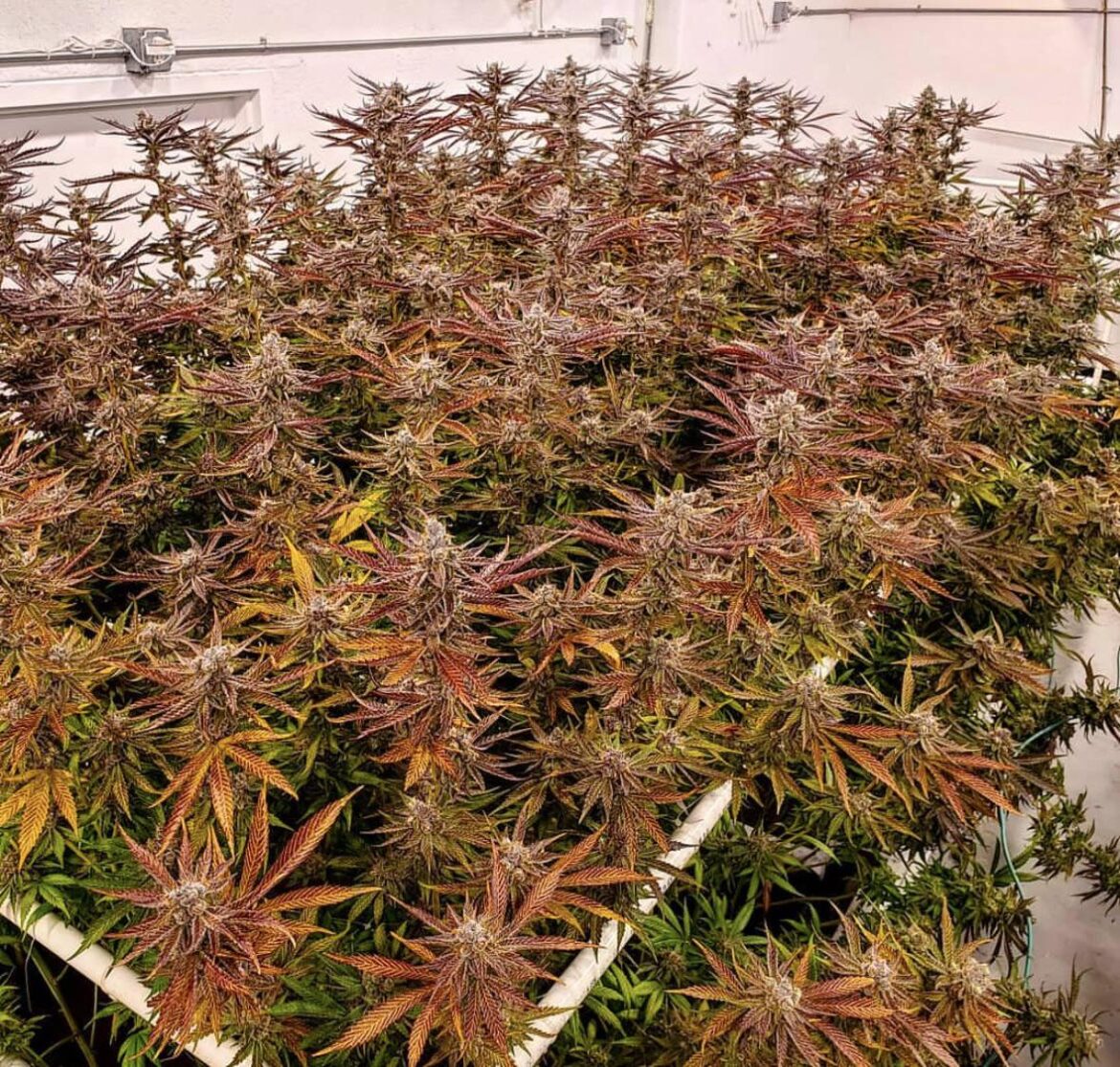 SourAppleHaze has some amazing colors come through during flush