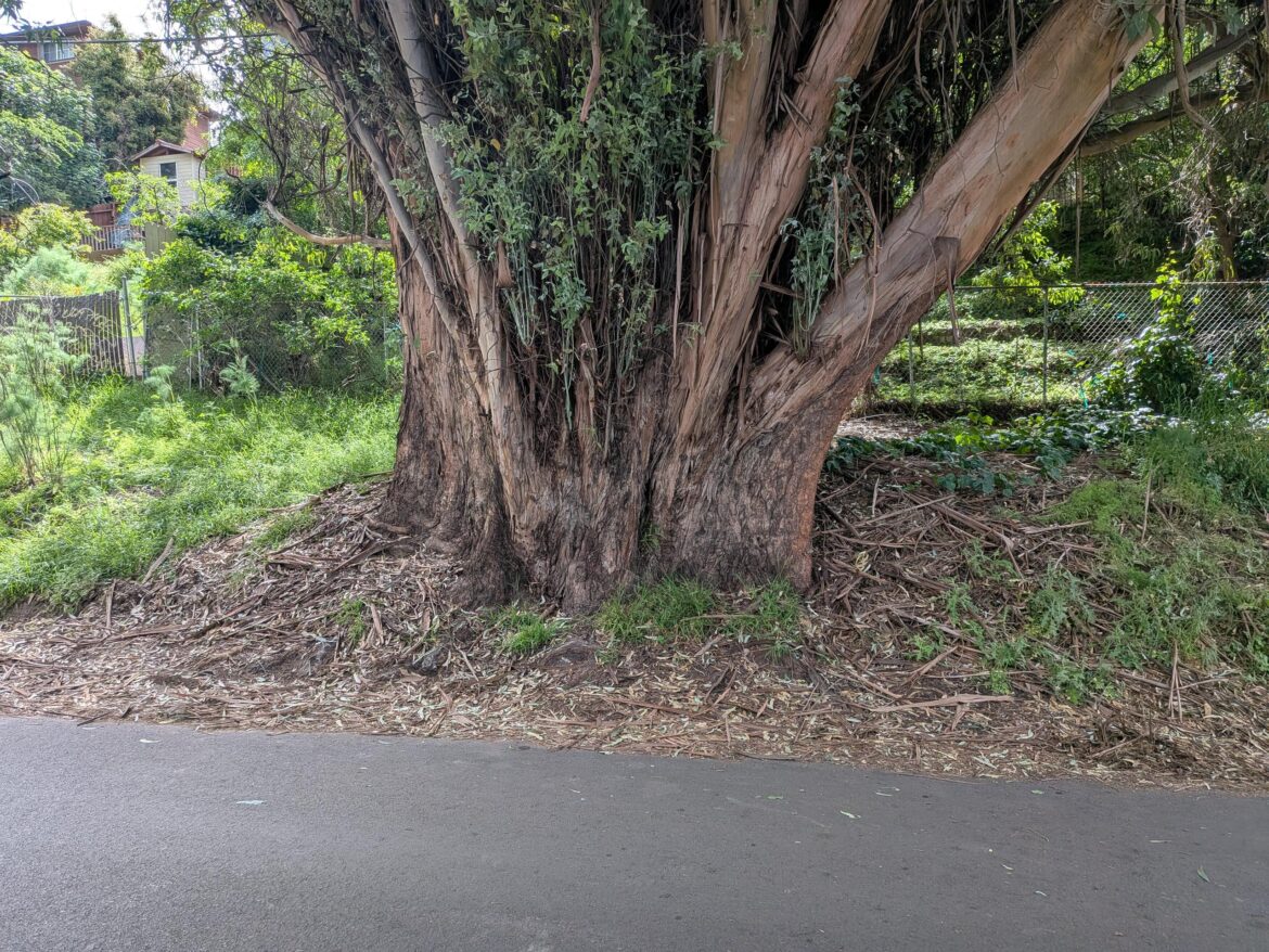 Chonky tree