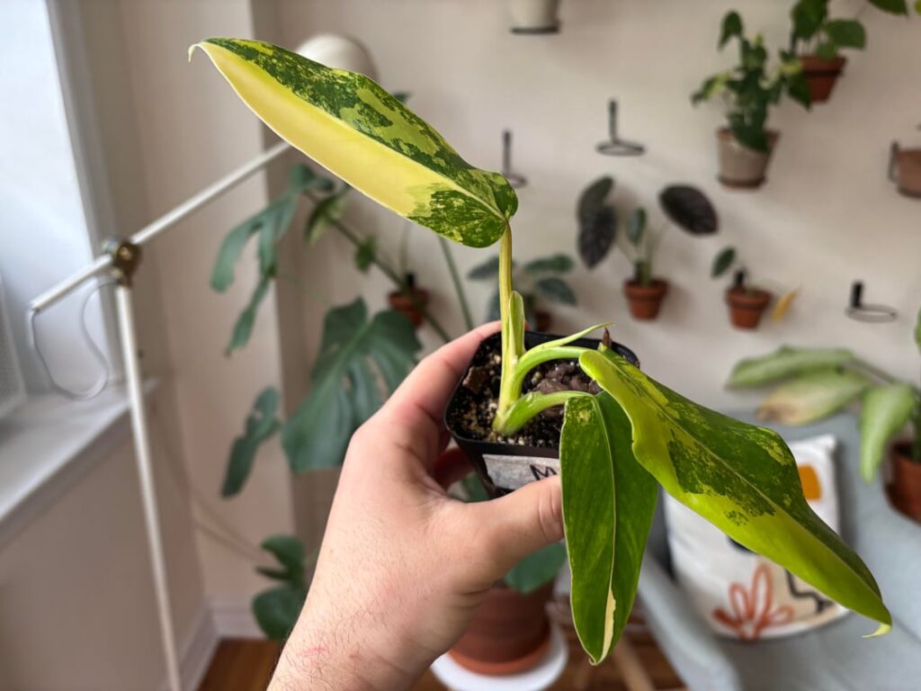ID help