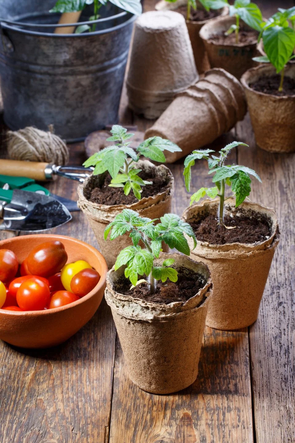 young tomato seedling sprouts in the peat pots gardening concept