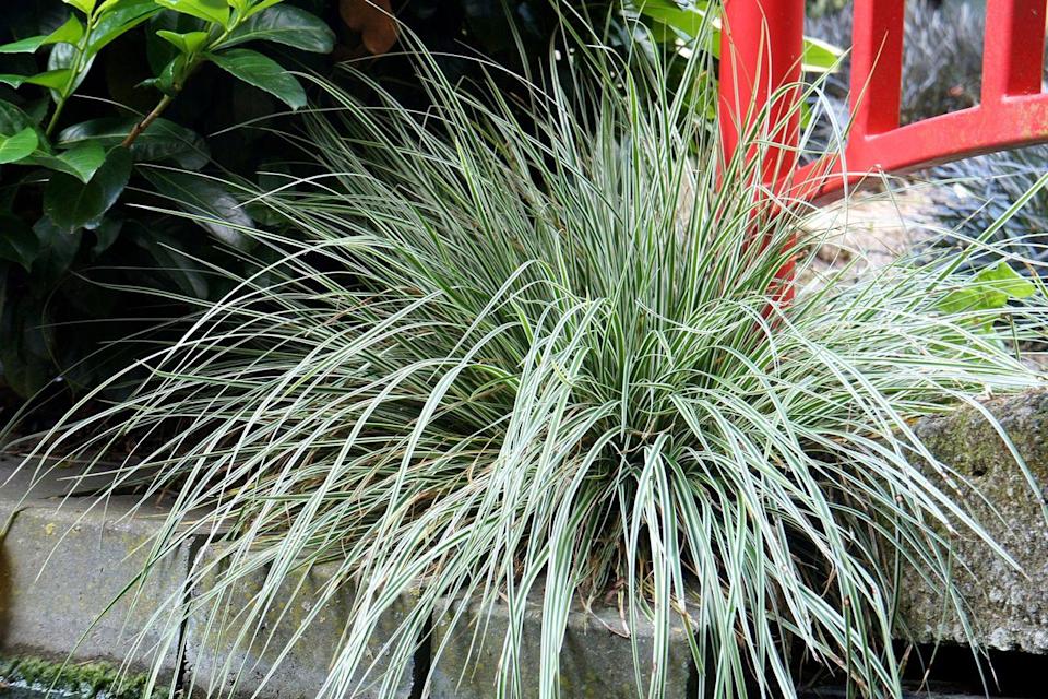 Credit: Southern Living® Plant Collection