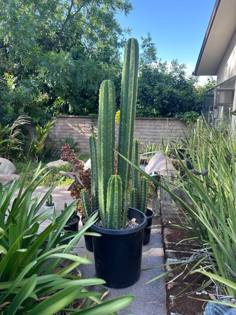 San Pedro fam