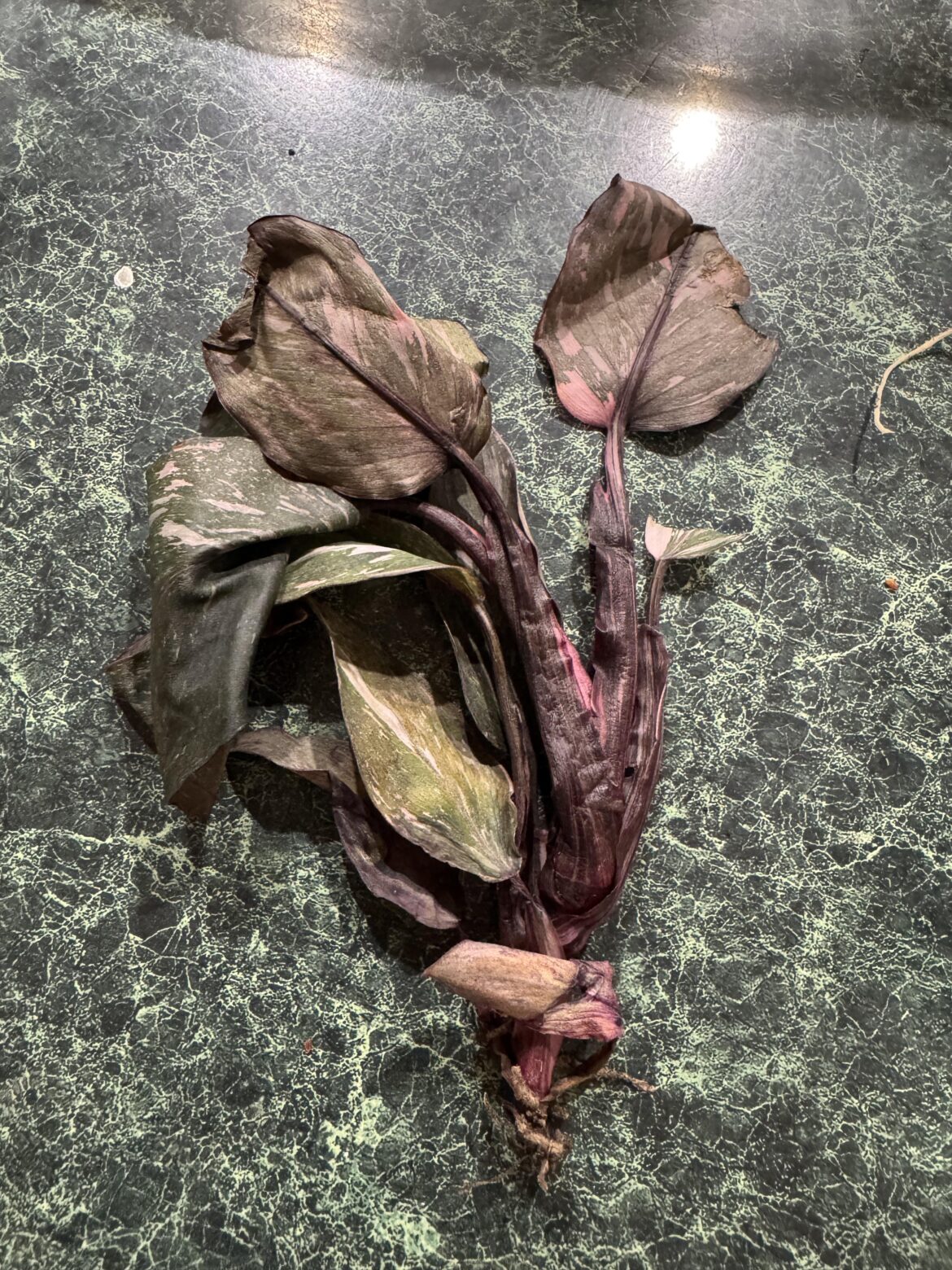 Best way to revive this?