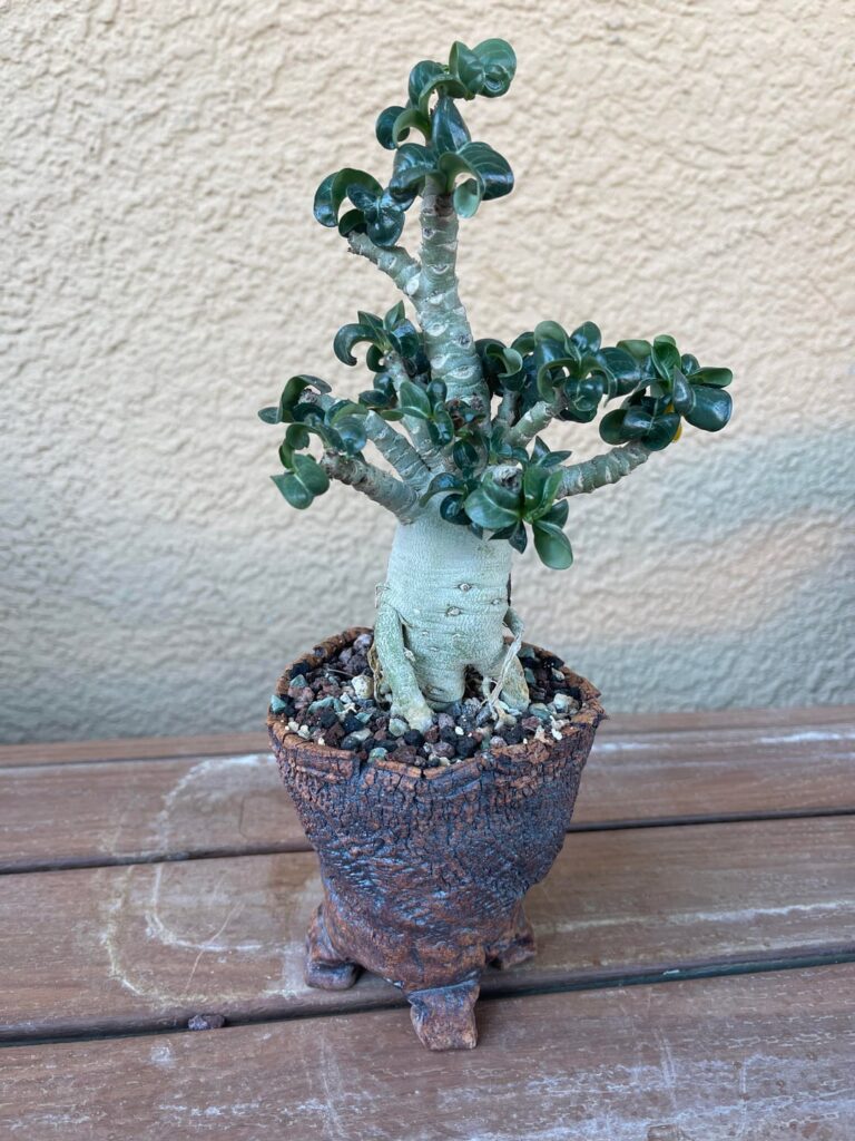 Adenium arabicum