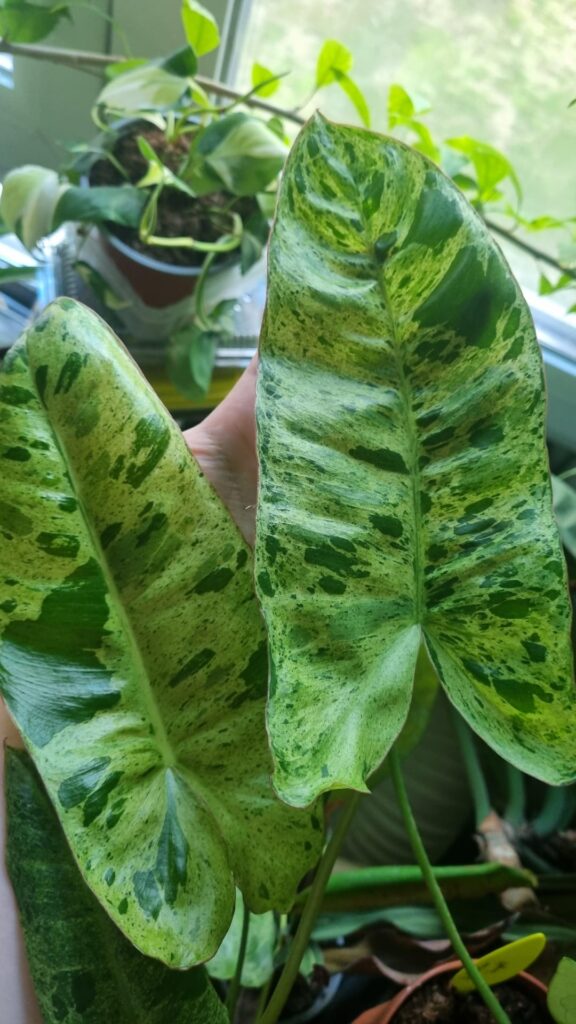 Plants with variegation etc showing up in heat like Philodendron ‘Paraiso verde’, heat loving plants suggestions Plants with variegation etc showing up in heat like Philodendron 'Paraiso verde', heat loving plants suggestions
