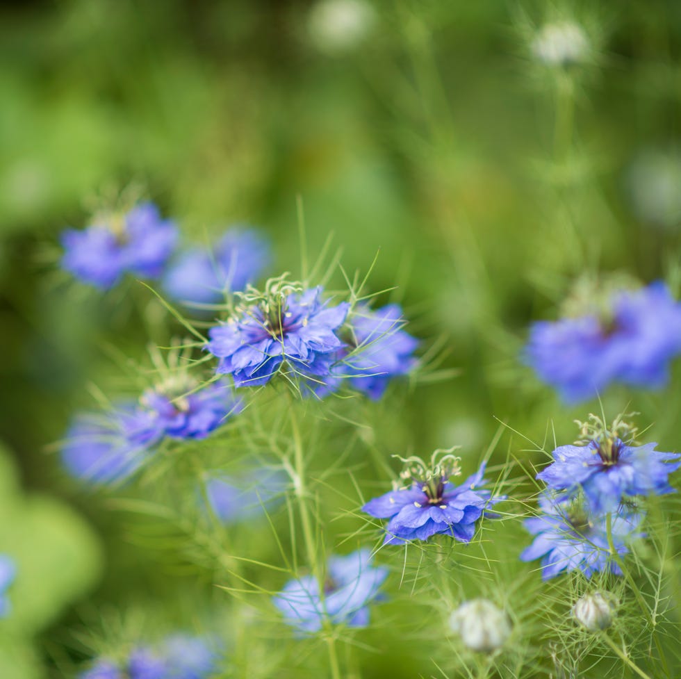 love in a mist (nigella damascena)