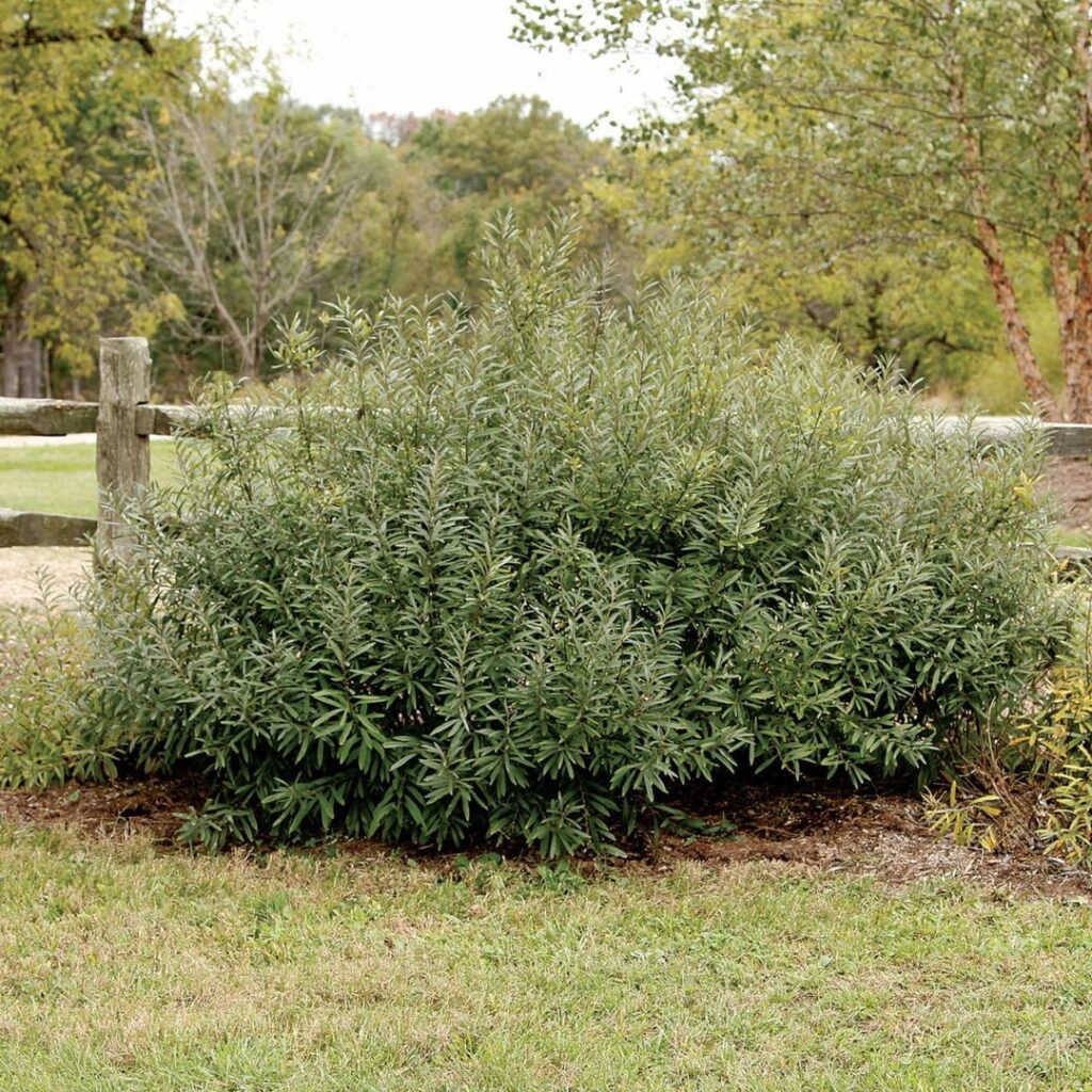PSA: There is a Willow that thrives in dry soil. PSA: There is a Willow that thrives in dry soil.