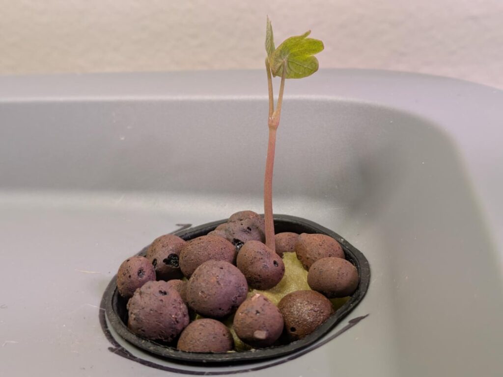 My first hydroponic tropaeolum