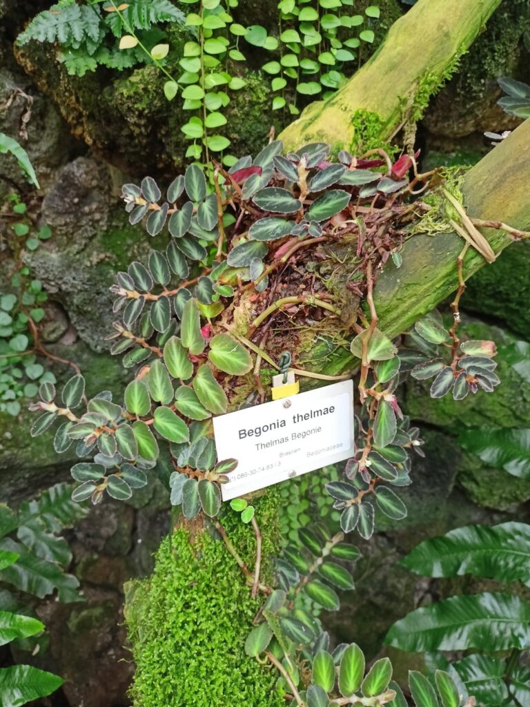 Some begonias from the Berlin botanical gardens