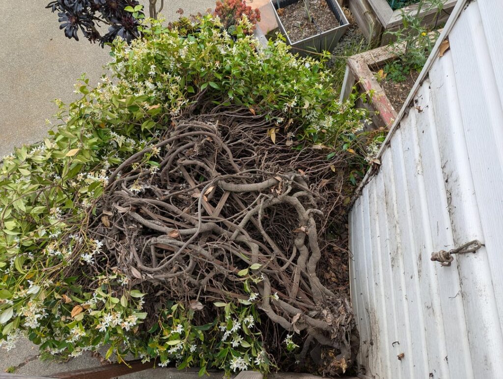 How to save Jasmine that fell over