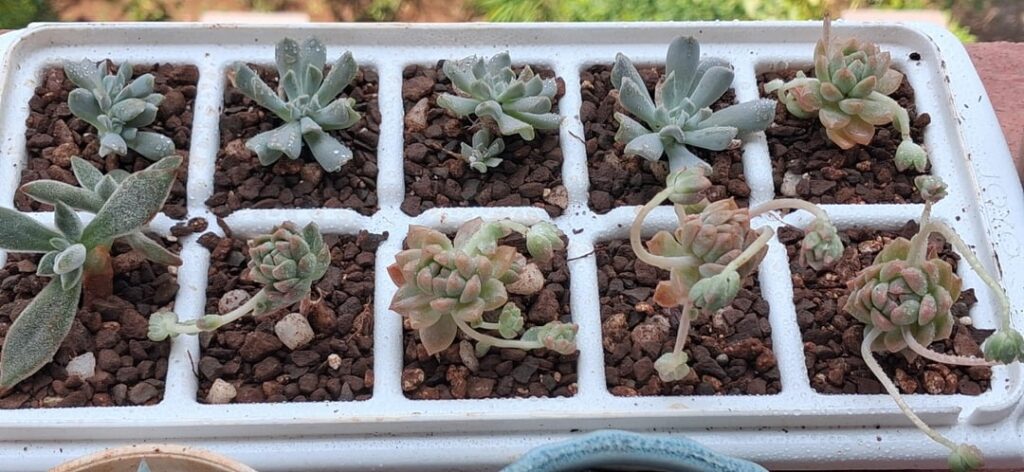 Little babies