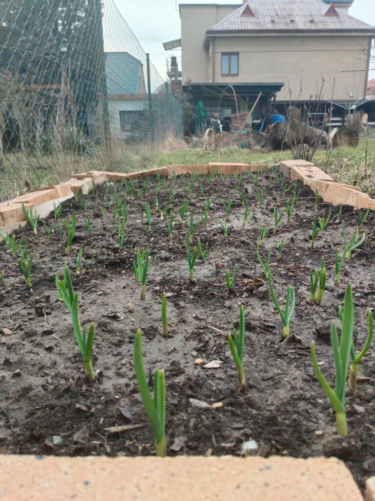 Proud garlic parent