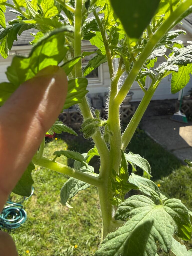 First time growing tomatoes is this a flower cluster?