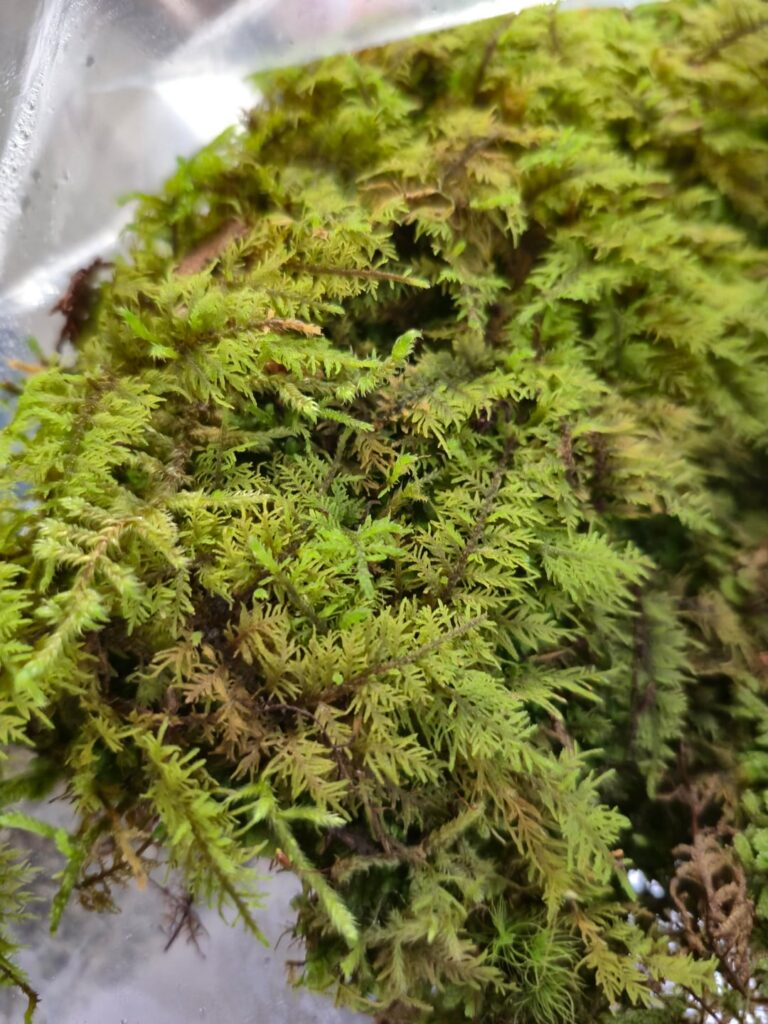 Can anyone ID these mosses from Ontario, Canada?