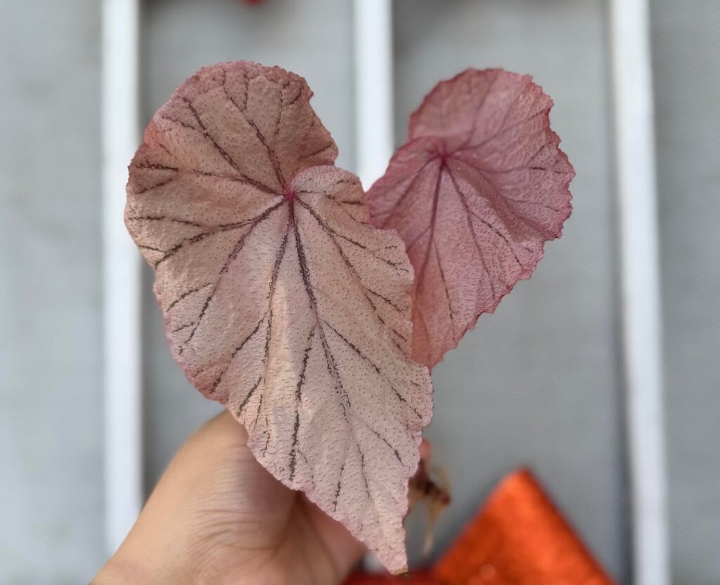 Begonia U093