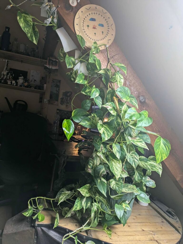 When do u know when to repot ?