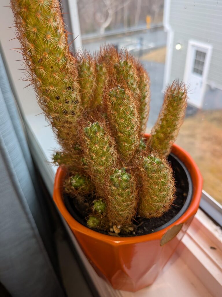 Cactus help