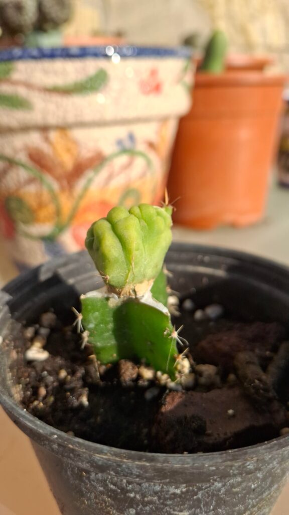 Ruling with a Bright-Green Fist ✊️