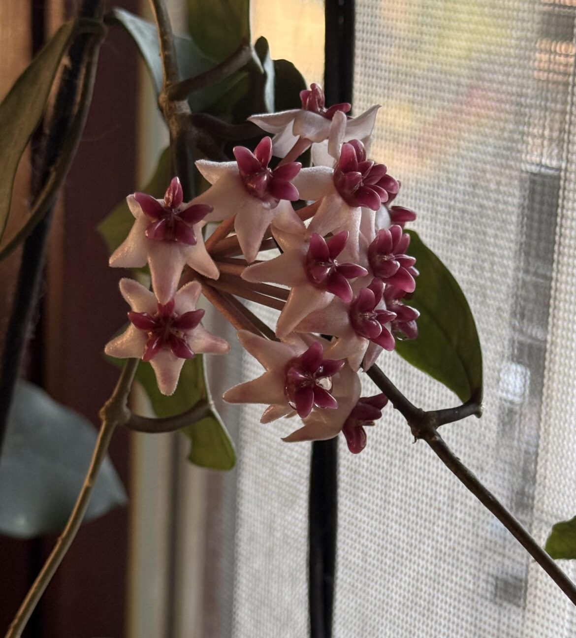 Always thrilled when the fairy teefs bloom
