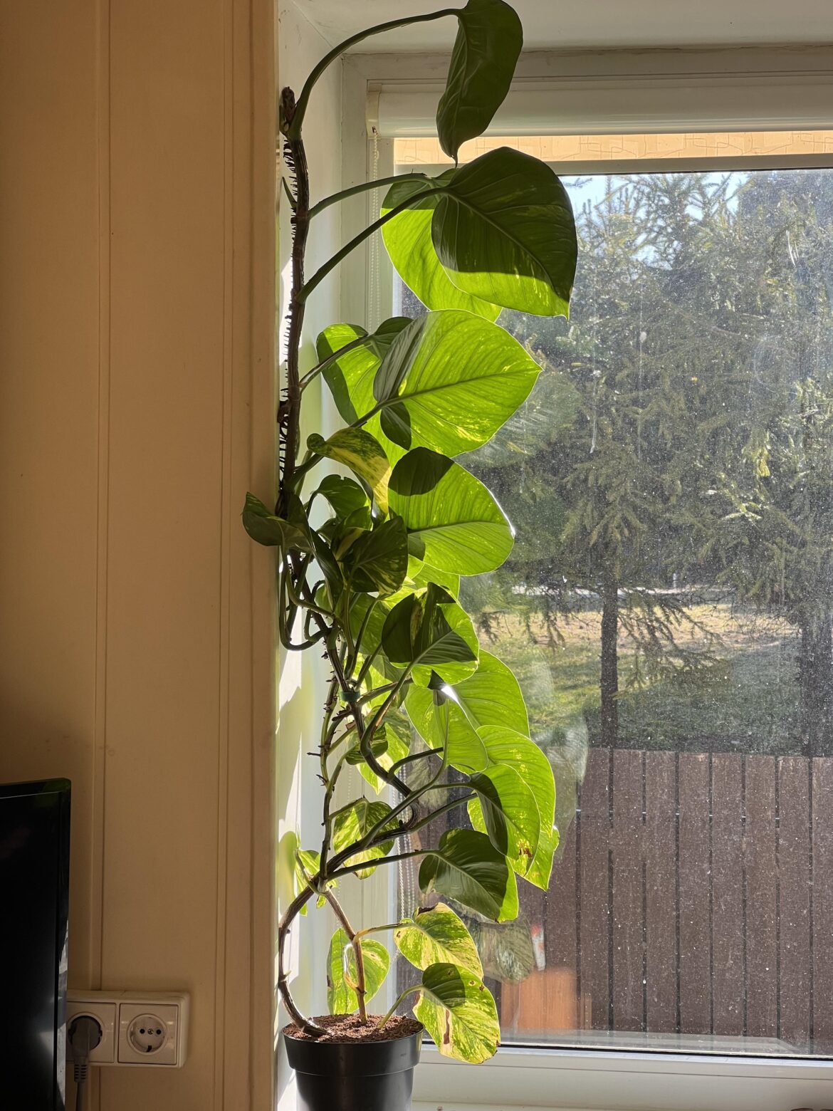 This is what happens when you let pothos to grow up!