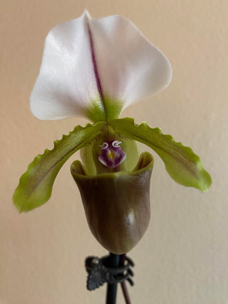 Paphiopedilum spicerianum