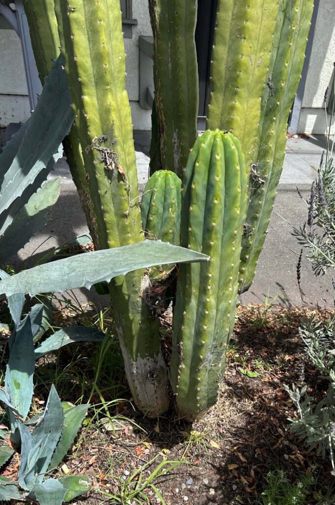 Is this San Pedro?