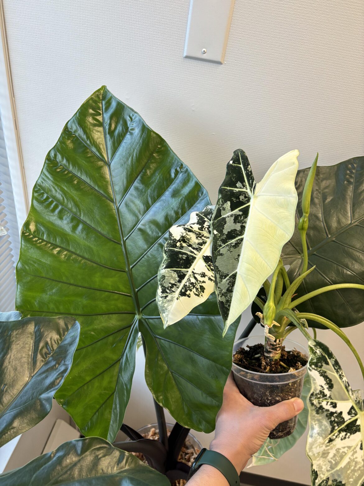 Latest leaves on my office Alocasias