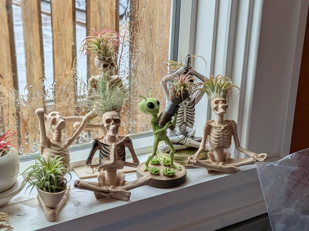 I have an air plant problem.