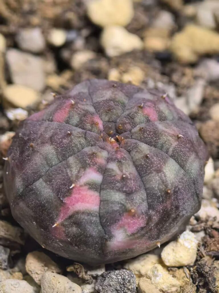 My euphorbia obesa variegata
