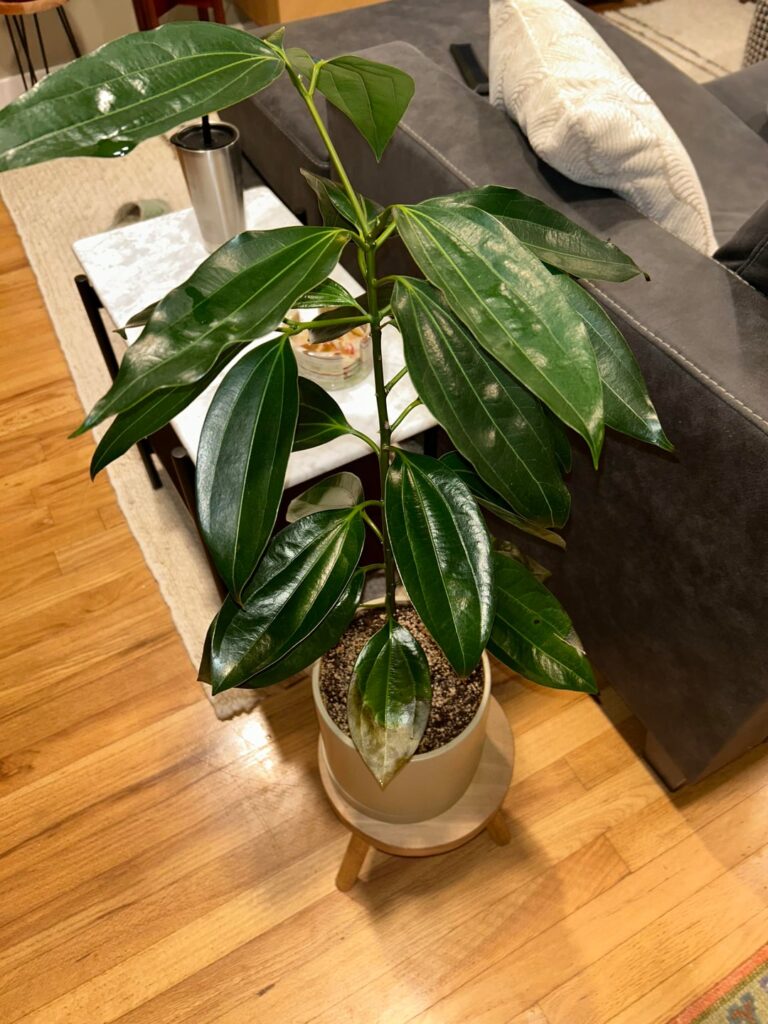 Scales infestation - nothing is working and cinnamon plant is getting worse