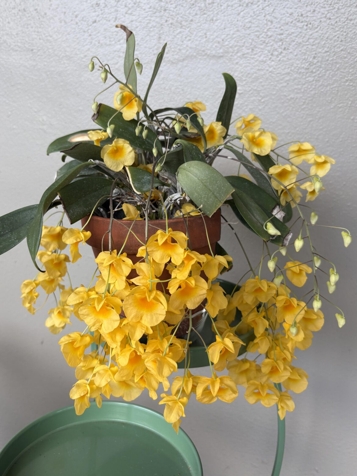 My neighbor’s moth orchid