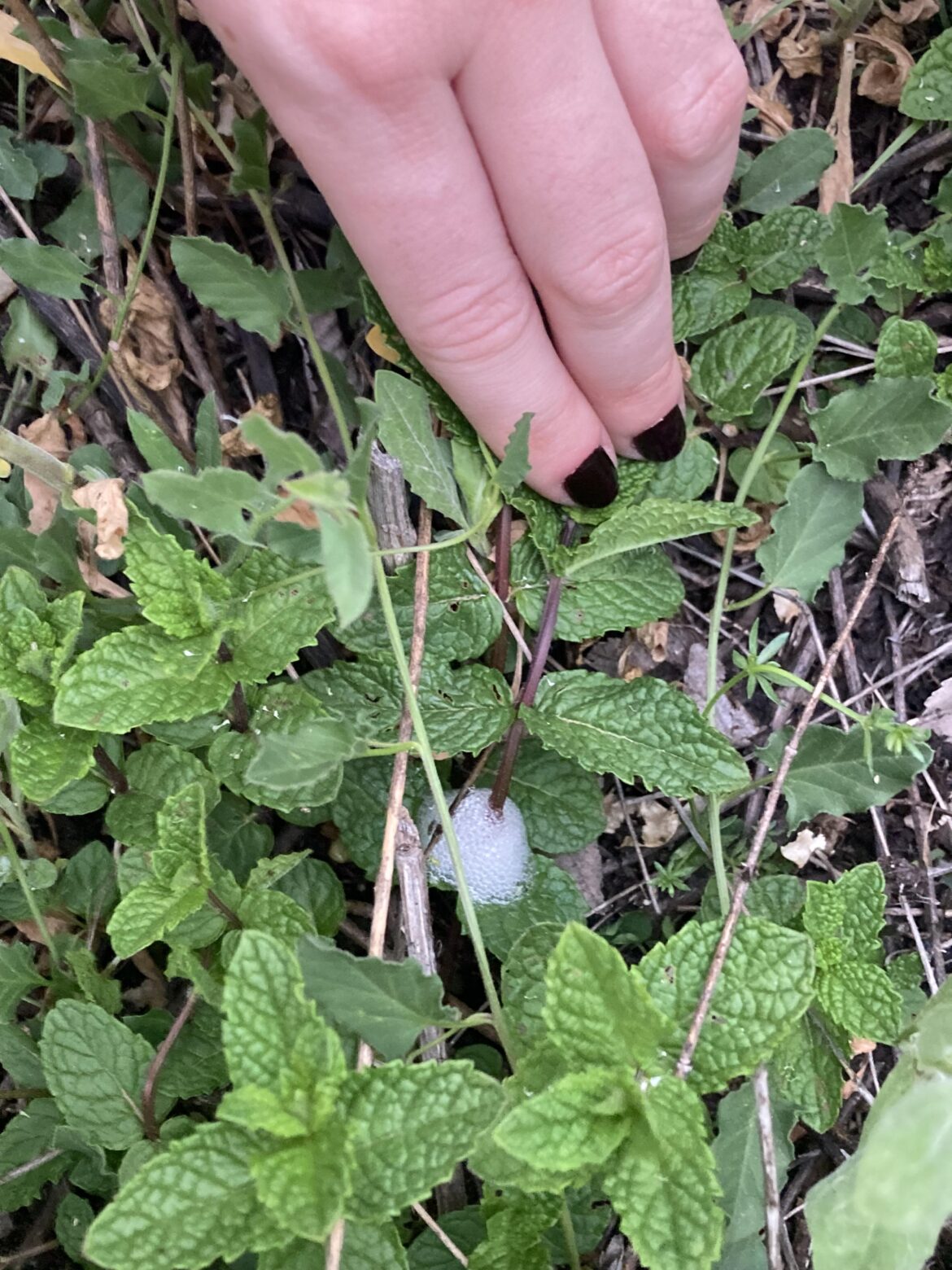 What’s this saliva in a mint plant?