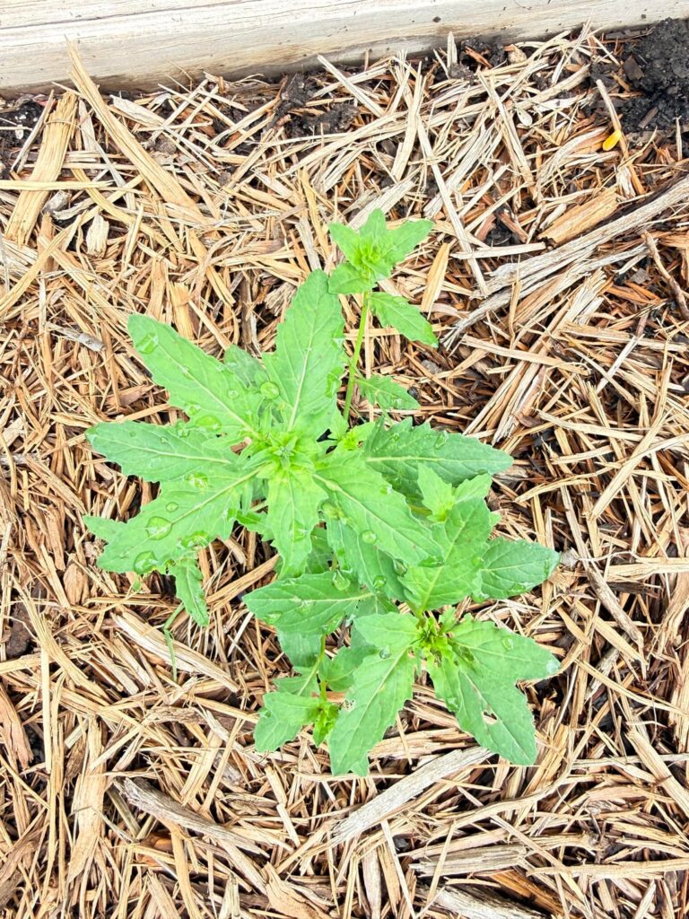 Help Me ID This Volunteer